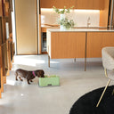 Ciotole per gatti e cani rialzate Bay Bis utilizzate da gatto in ambiente domestico