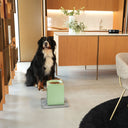 Ciotole per cani Bill Lux ambientate in cucina moderna