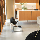 Cane che mangia da ciotole per cani rialzate in acciaio inox Bill Lux Medium in una cucina moderna.